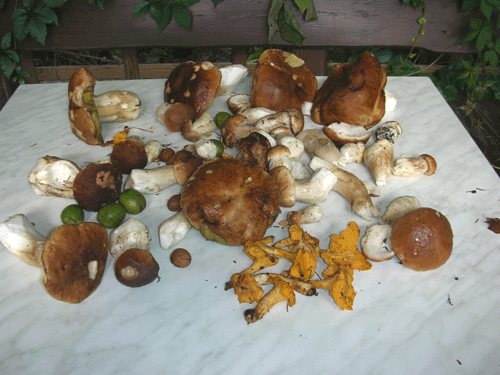 Funghi in Ulten