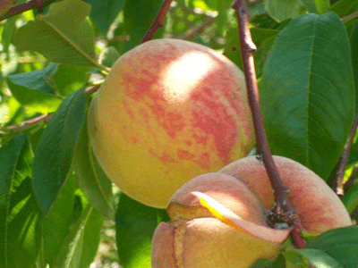 Peaches in Thalia & Ian's chapel garden