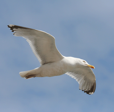 Seagull over Folkestone